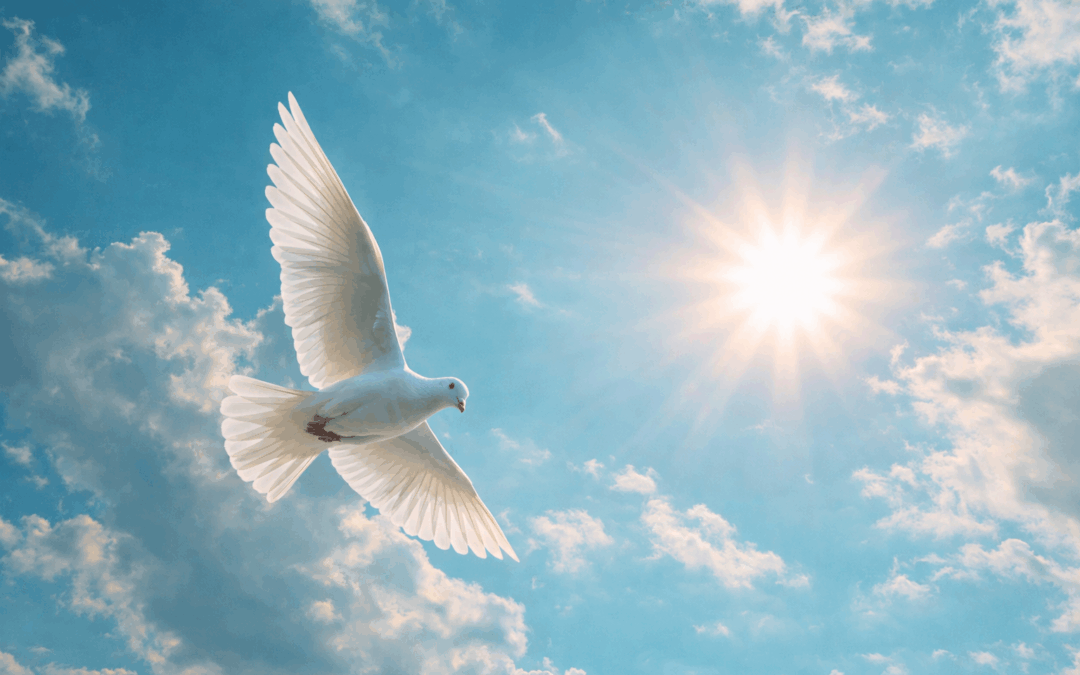 Reflections 19: Let Peace Light the Way